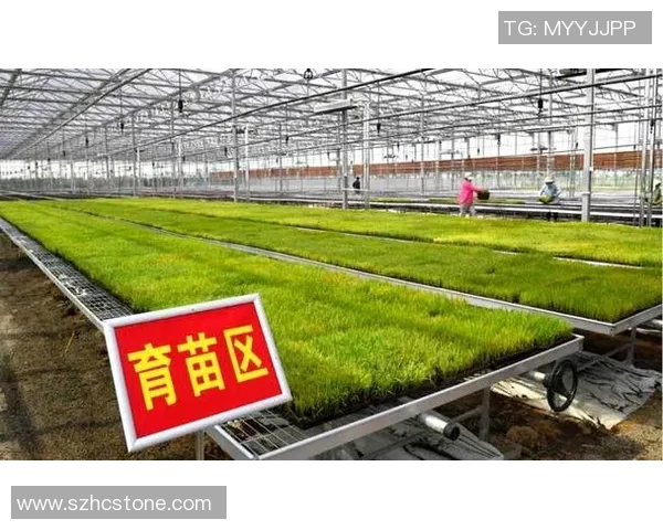 现代大米种植技术创新与可持续发展策略探析